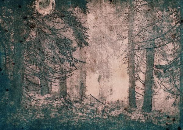 Forest Dream V | C.Lavanchy